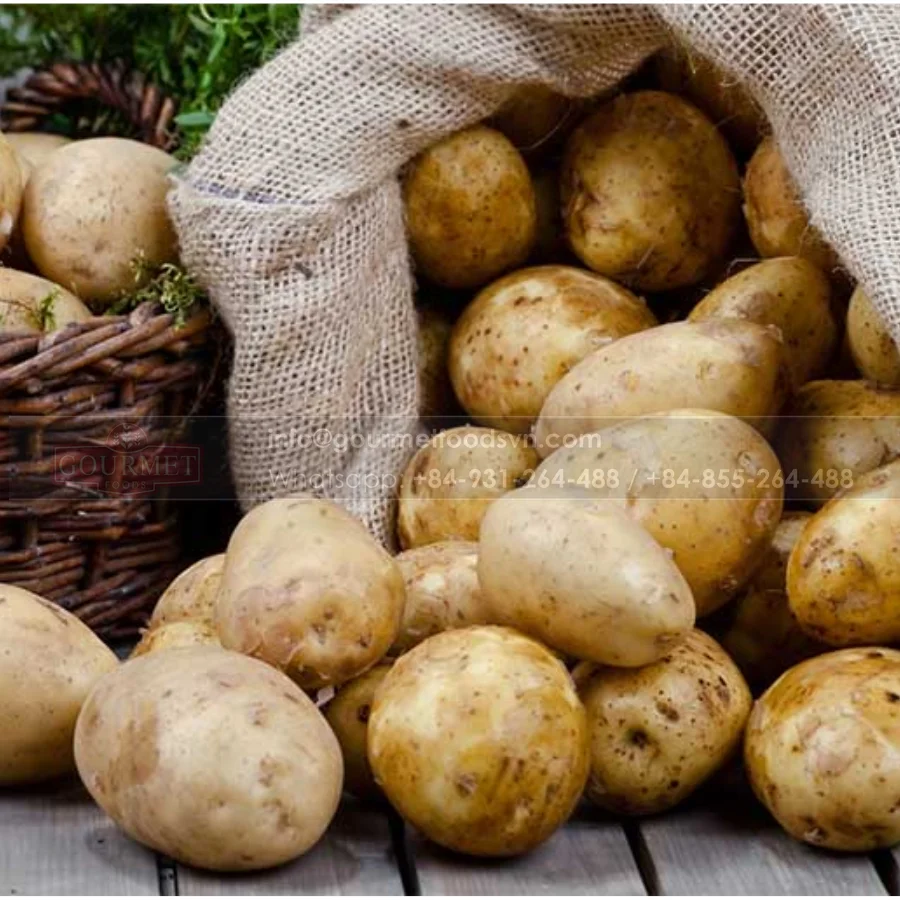 Potato In Good Quality In Bulk