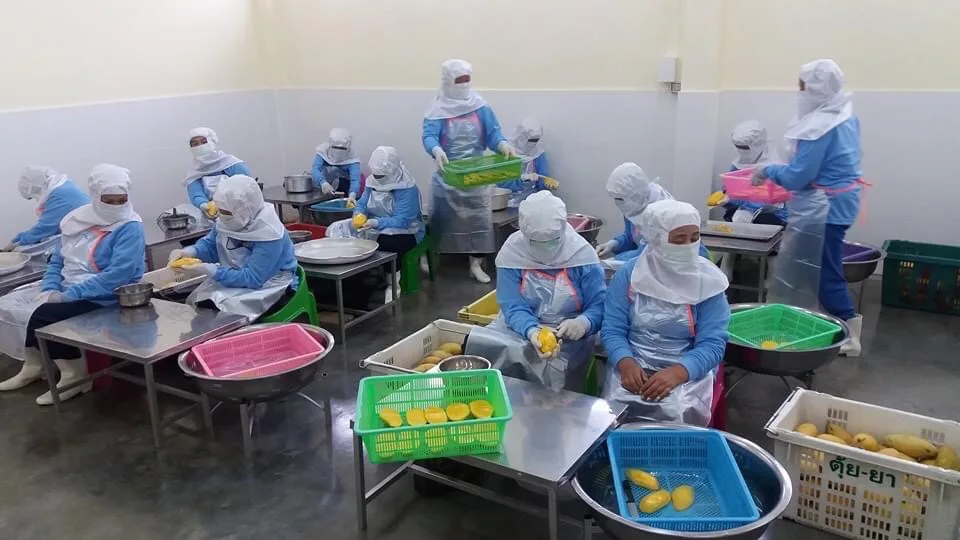 High Recommend Premium Quality IQF Fresh Mango Sliced Frozen Fruit And Best Selling Product From Thailand