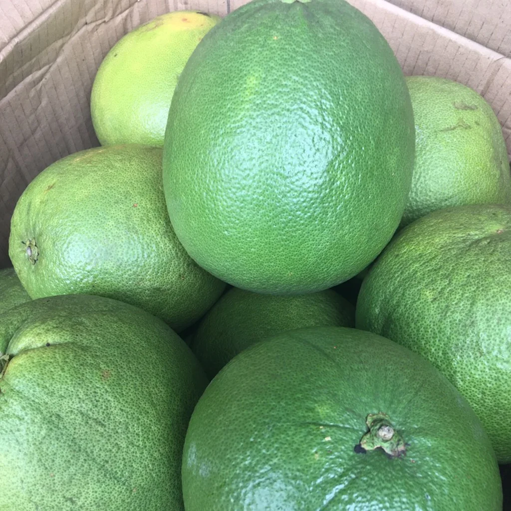 Green Pomelo Fresh Fruits High Grade Pomelo Fresh Pomelo Fruit Grapfruits frozen