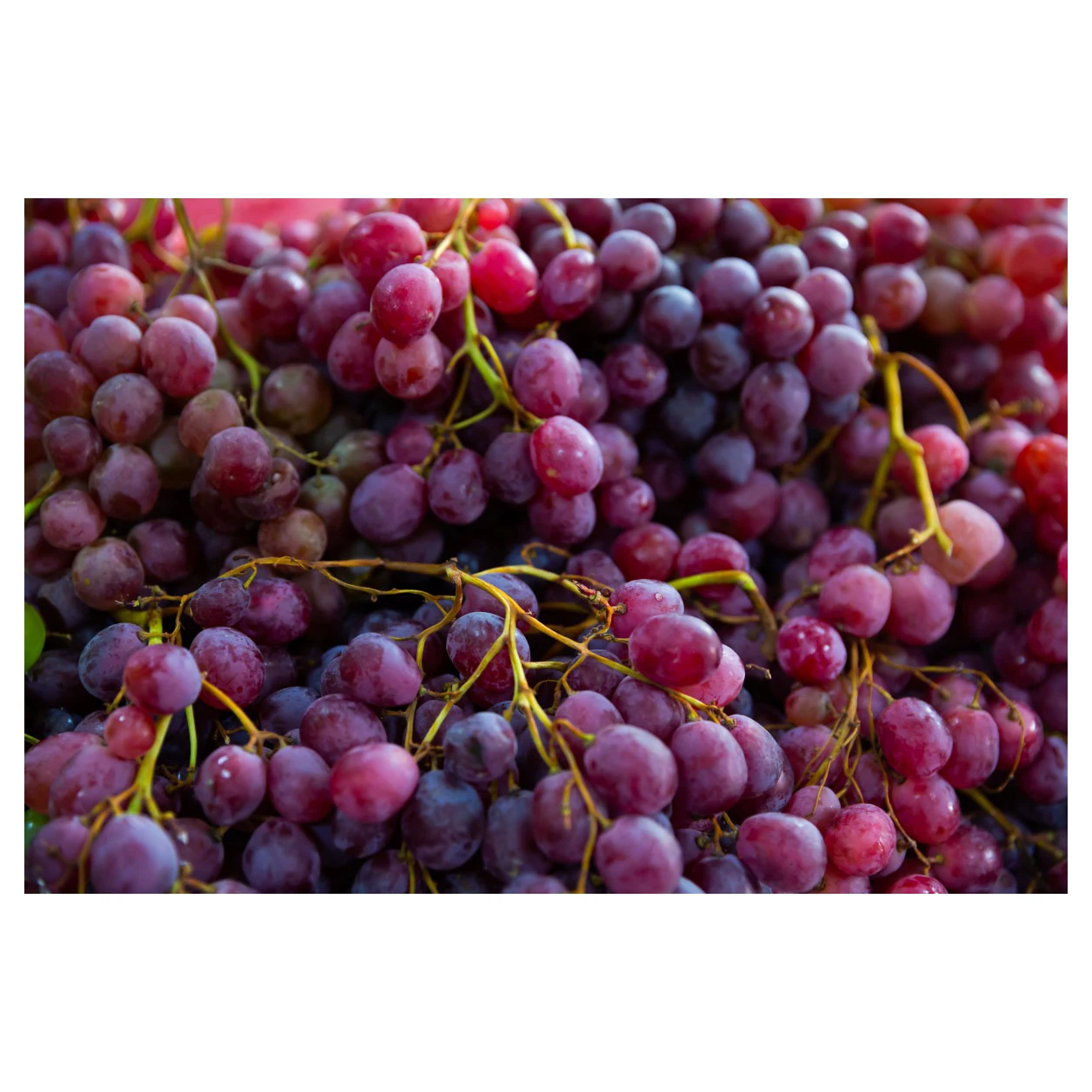 Best Quality New Fresh Green Grapes Crimson Seedless Fresh Fruit Grape for Export Fine starts with good grapes