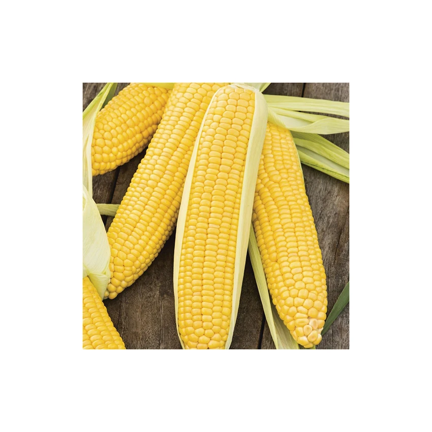 Yellow Corn/ yellow corn for human consumption non gmo yellow corn/ yellow corn for animal feed