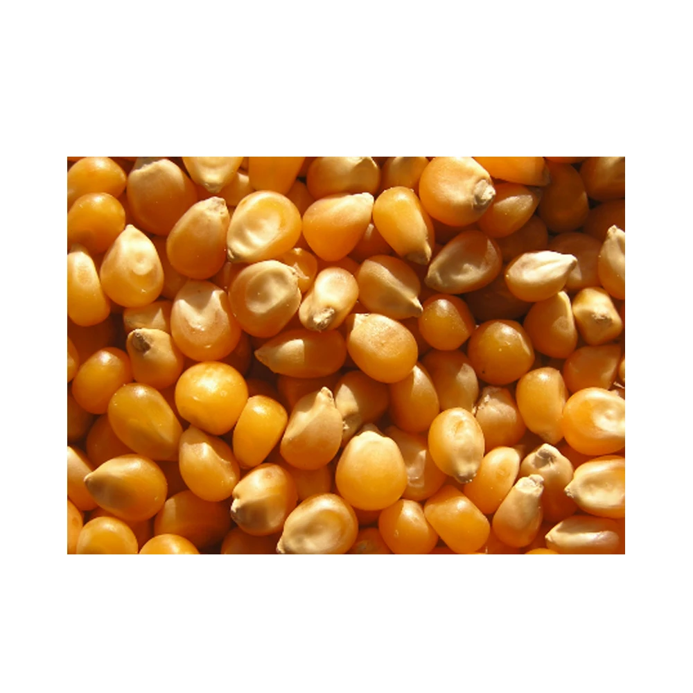 Top Quality For Sale Yellow Corn Animal Feed Yellow Corn Available At Affordable Price