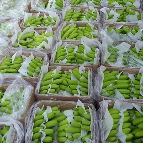 Fresh Banana Cultivated Green & Yellow Banana With Factory Price Originated From South America