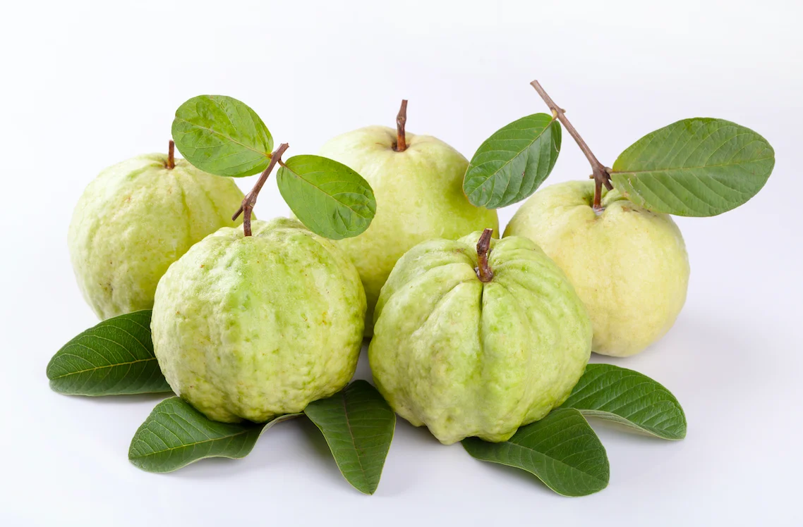 Fresh High Quality Guava Wholesale from Malaysia