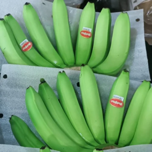 Cavendish Green Banana High Quality Tropical Fruits Vietnam Premium Bananas Crop Green Tropical Banana Style Organic Cavend