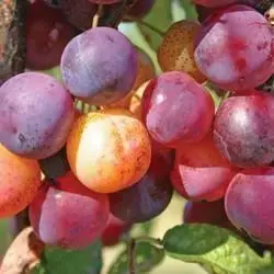 Wholesale Best Seller Fresh Plum Premium Fresh Plum Fruit in best price for Sale
