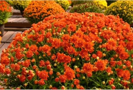 Шарм из хризантемы Золотая хризпеталь MajestyChrysanthemum blissnumn GloryDelightFloralChrysanthemum элегантность