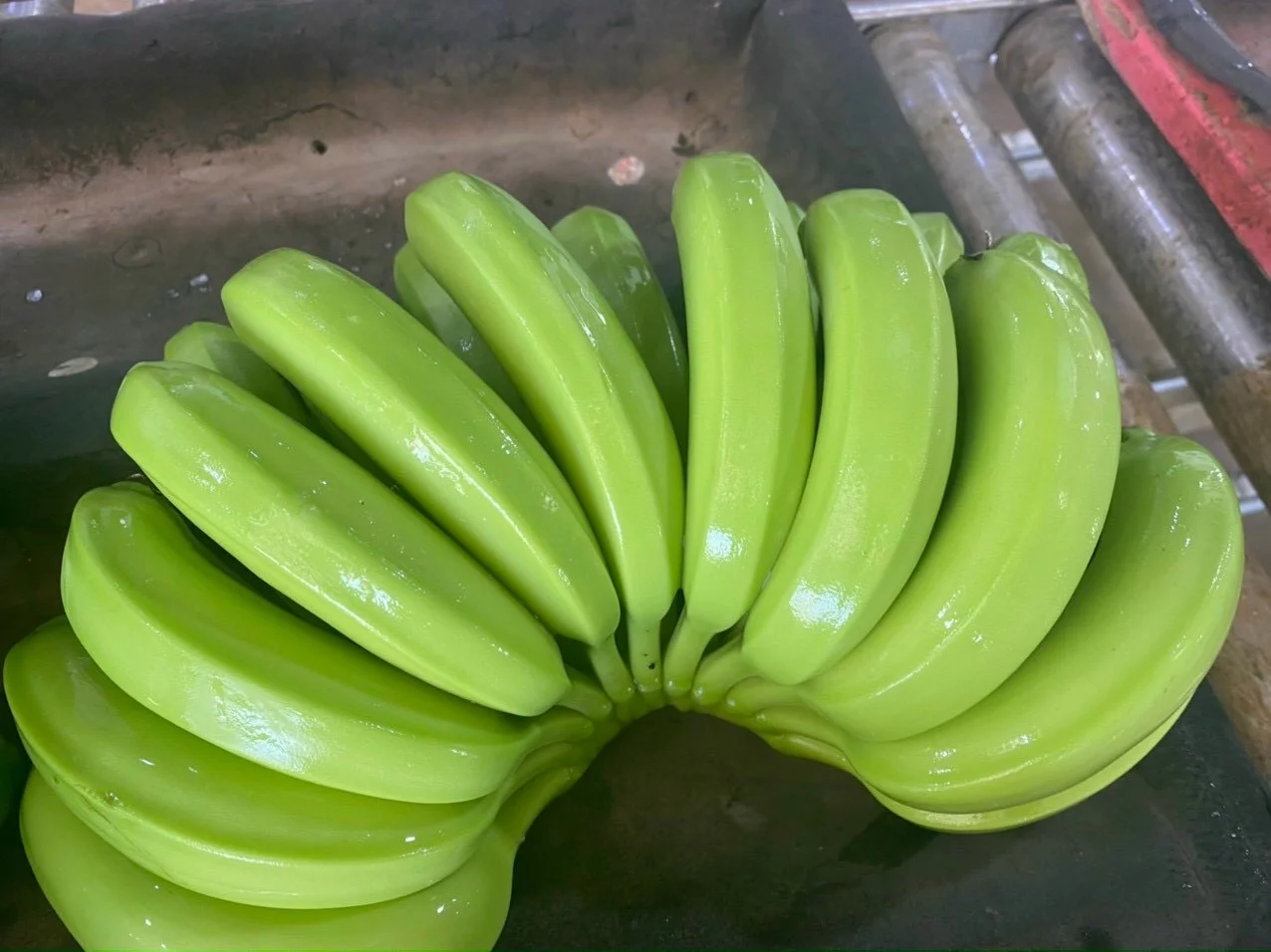 BANANAS from VIET NAM Yellow Green PREMIUM Tropical BANANA Style Cavendish Color Weight Origin Type Certificate Quality Variety