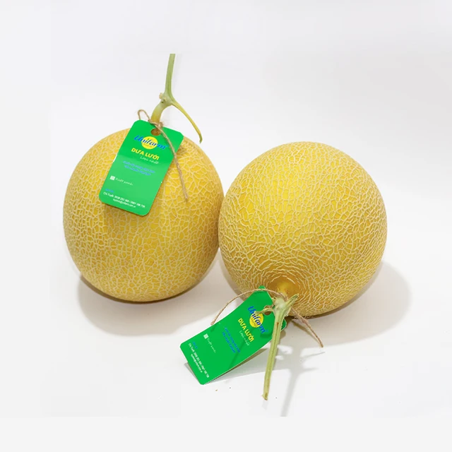 Good Quality Fresh Sweet Muskmelon Cantaloup Manufacturer from Unifarm Vietnam
