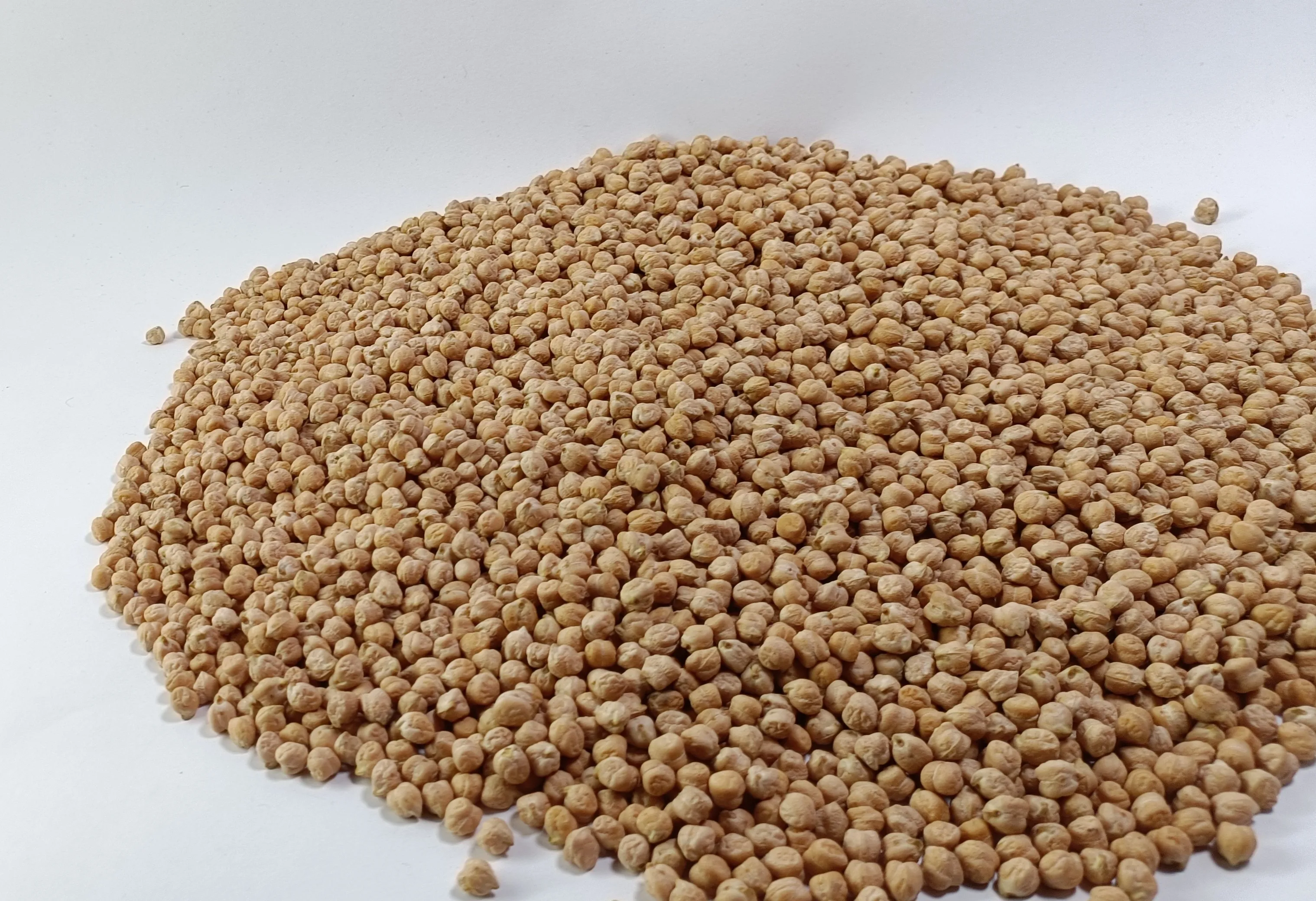 Discounted Bulk Chickpeas  High Nutritional Value, Fresh Neutral Smell, New Crop 2024, Direct Factory Sale