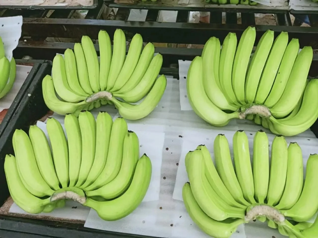 Farm Fresh Cavendish Banana 13 kg / 20 kg Per Boxes Indian Export Quality Banana Available in Stock for Export