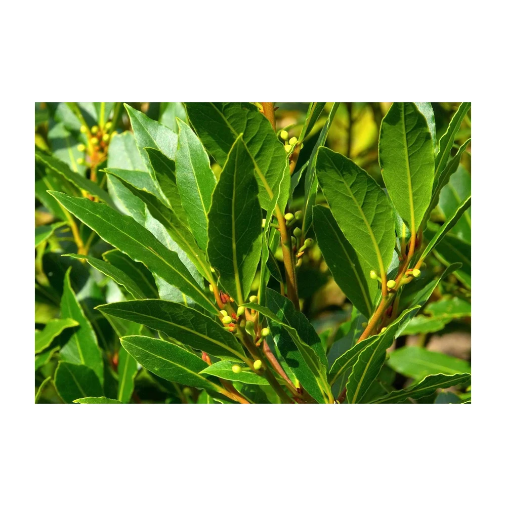 Extending Laurel Fence With Leaves Nice Screening Artificial Leaf Hedge Fence