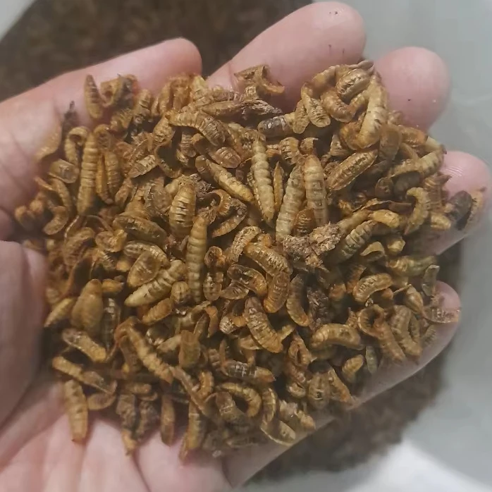 Wholesale BLACK SOLDIER FLY LARVA Dried Poultry Feed Dried Mealworms from Vietnam