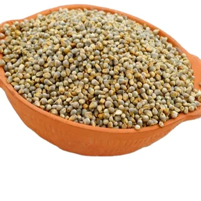 Green Millet for Animal feed Available for Export