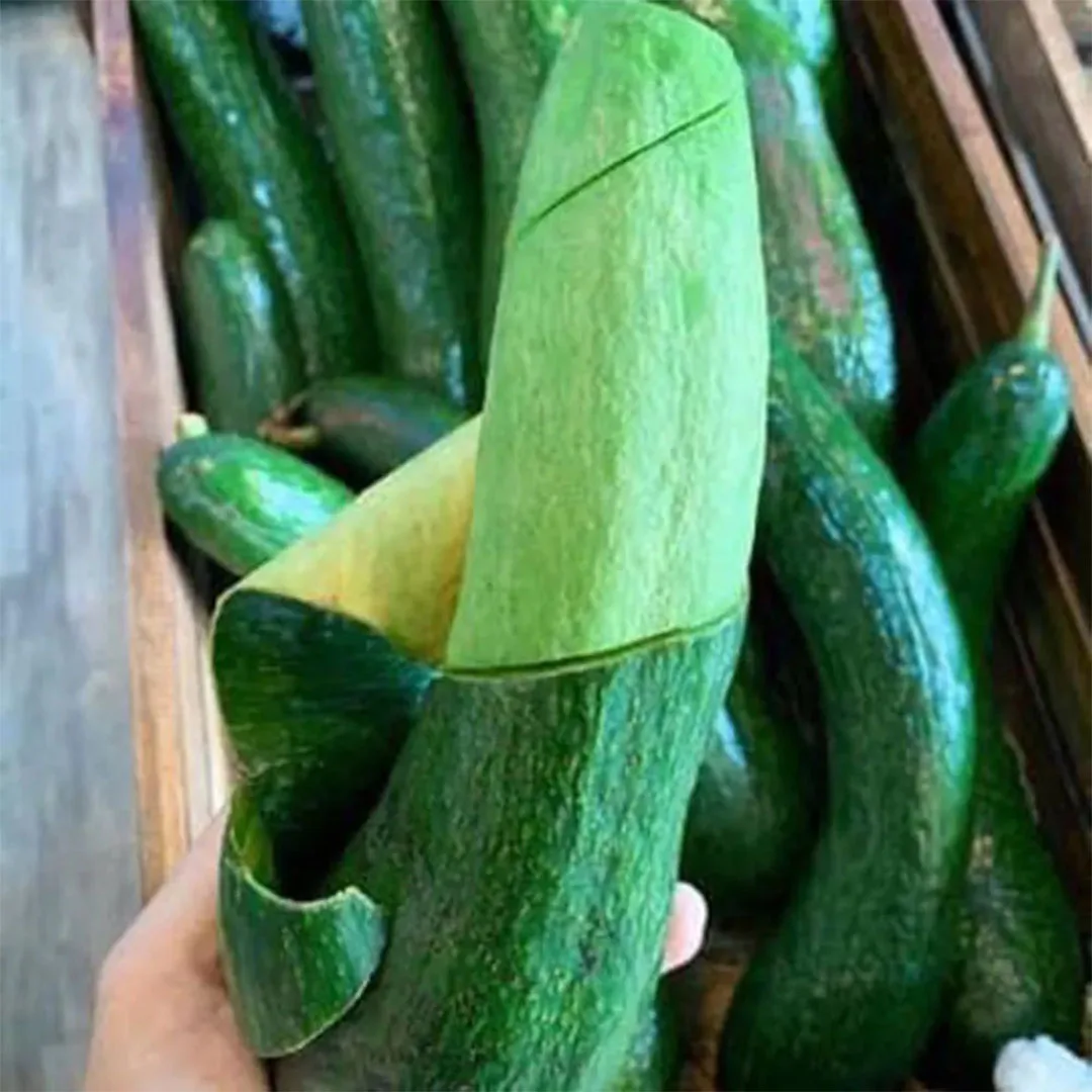 FRESH AVOCADO Green Tropical Fruit With High Quality And BEST Price 2023 Export Standard Fresh Avocado For Multiple Purposes