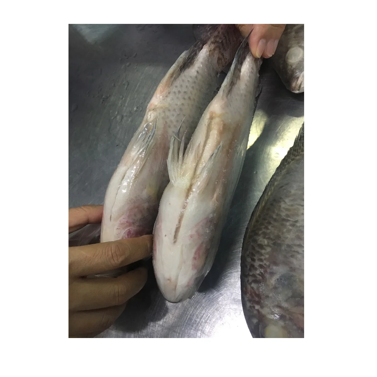 IQF Customize Life Packaging Frozen Type Cutting Supplier Shelf export tilapia fillet Black Tilapia From Viet Nam