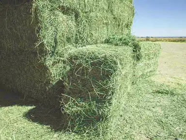 Top Quality Alfalfa Hay for Animal Feed Alfalfa Hay wholesale
