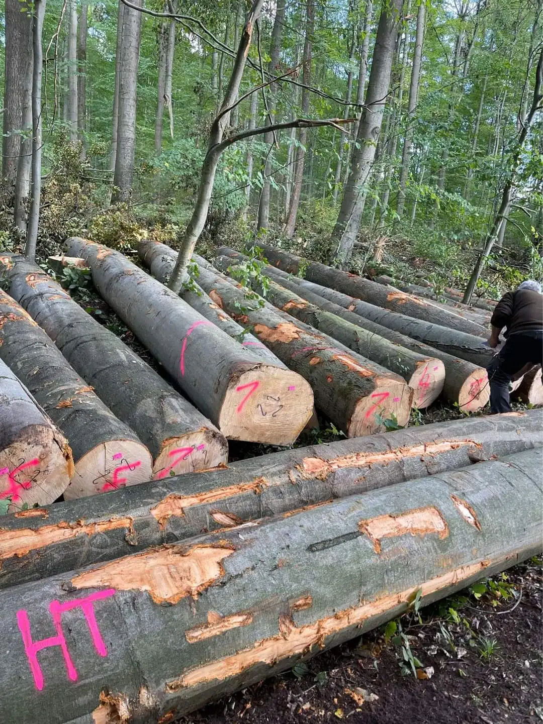 3 м + писновая древесина, писны, австралийский стандарт, деревянные бревна, древесина