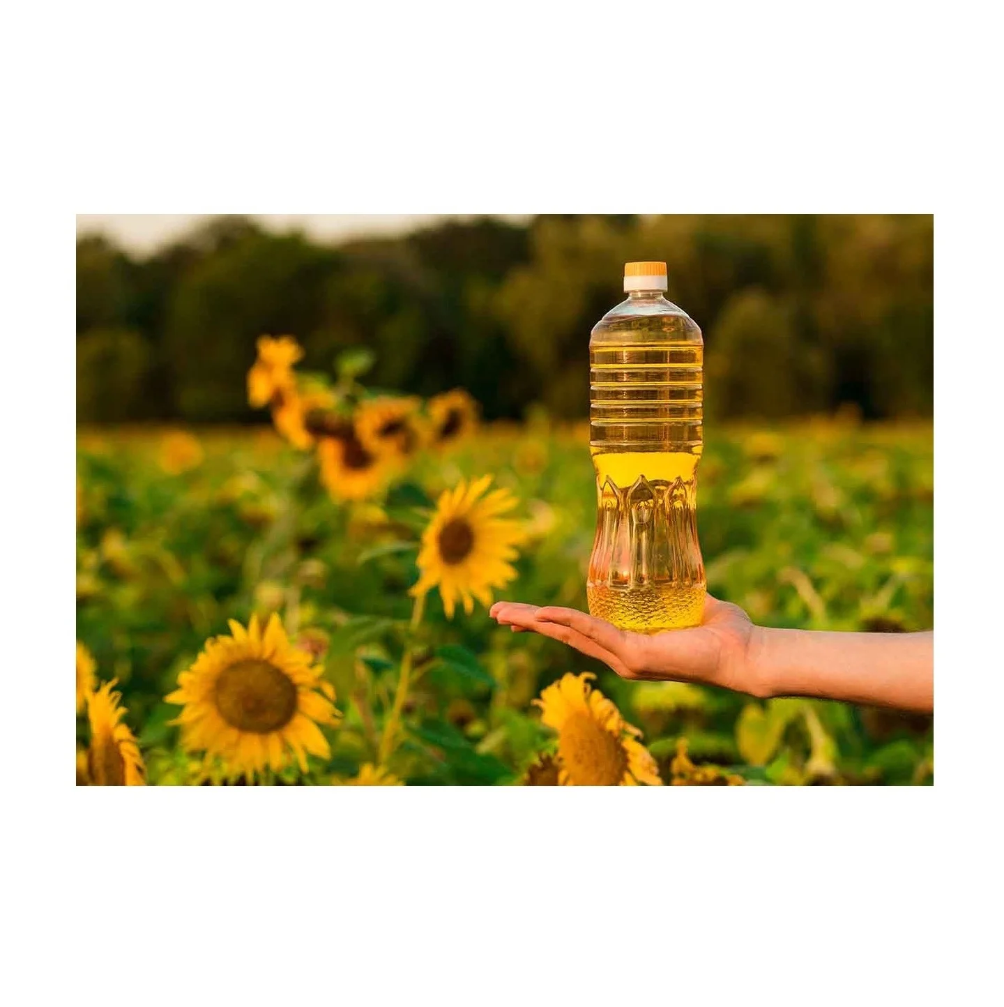 Vegetable Oil Cooking Sunflower in stock Organic Refined Sunflower Oil Bulk Top Quality Refined Sunflower Seed Oil