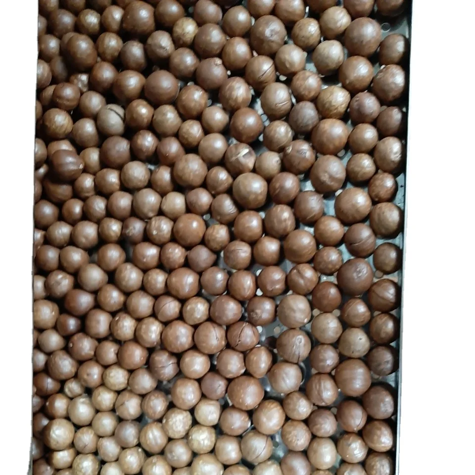 High quality Macadamia Nuts with Shell and Cashew From Vietnam For EU Market  ( Linda/ WS 84 989 322 607)