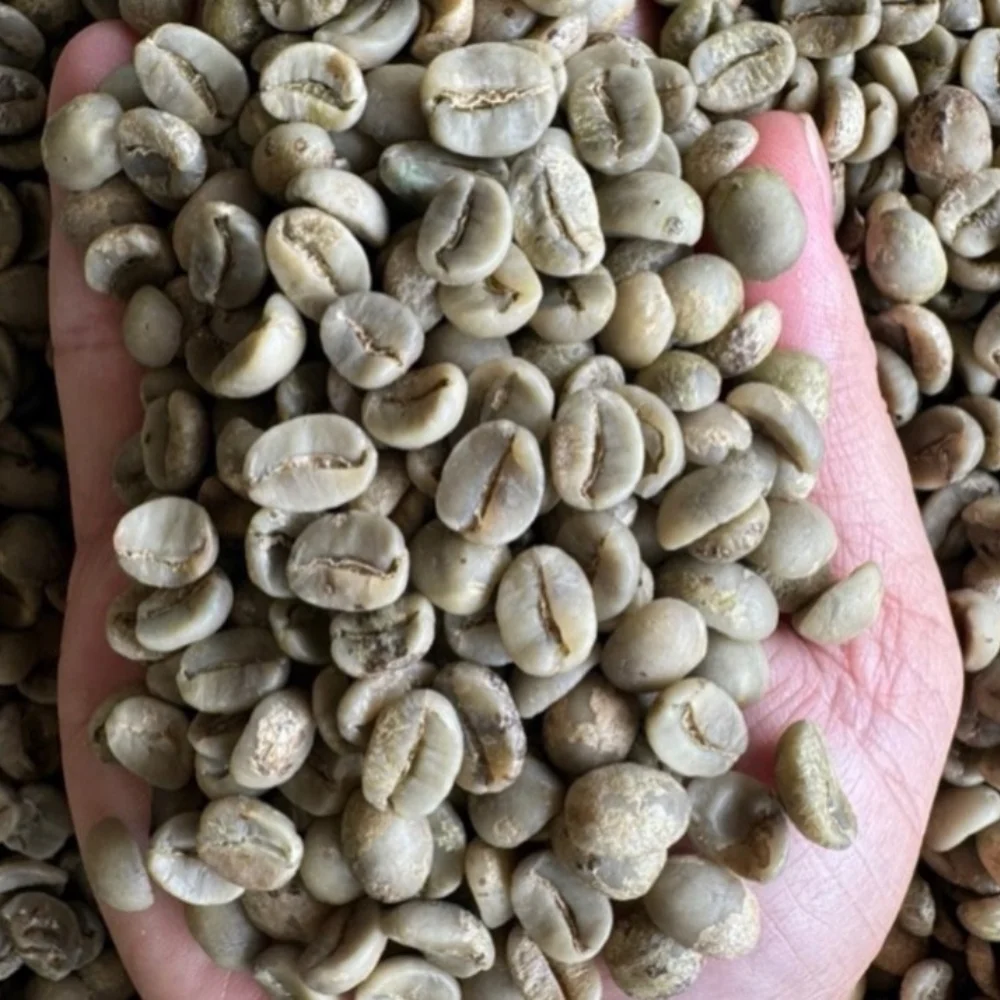 High Quality Arabica Raw Green Coffee Beans Origin Vietnam with Caffeine HOT SELLING at Competitive Price WS +84196477392