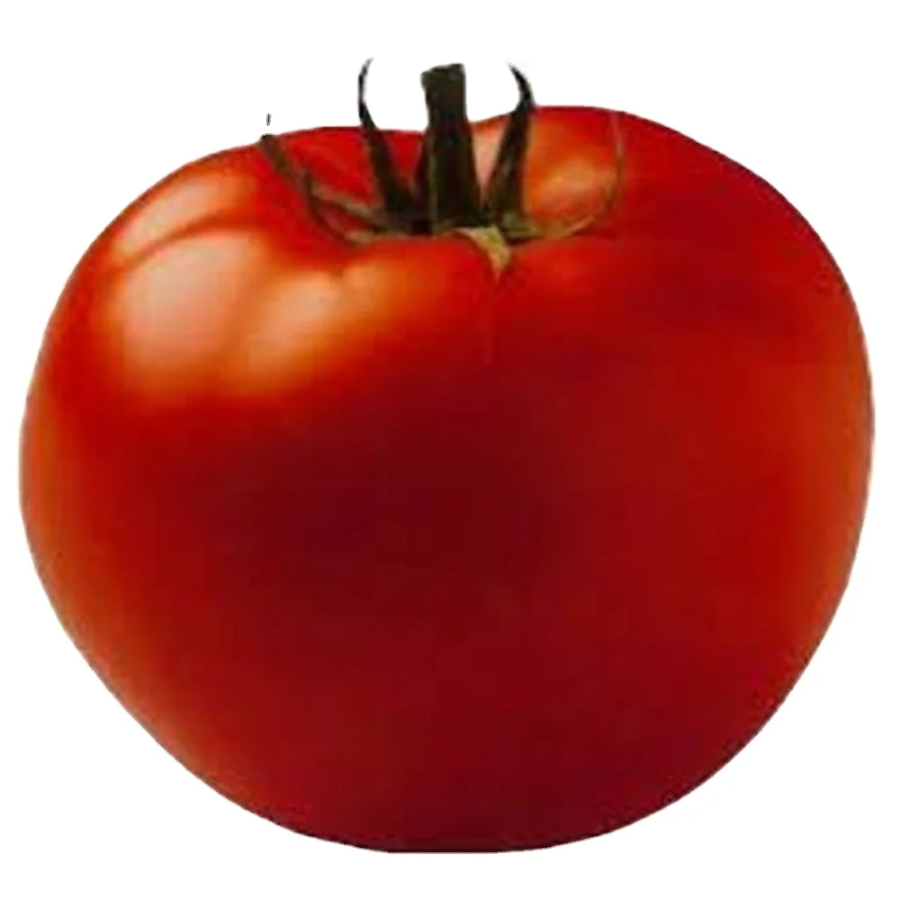 Open Pollinated Tomato Cal J OP for Export