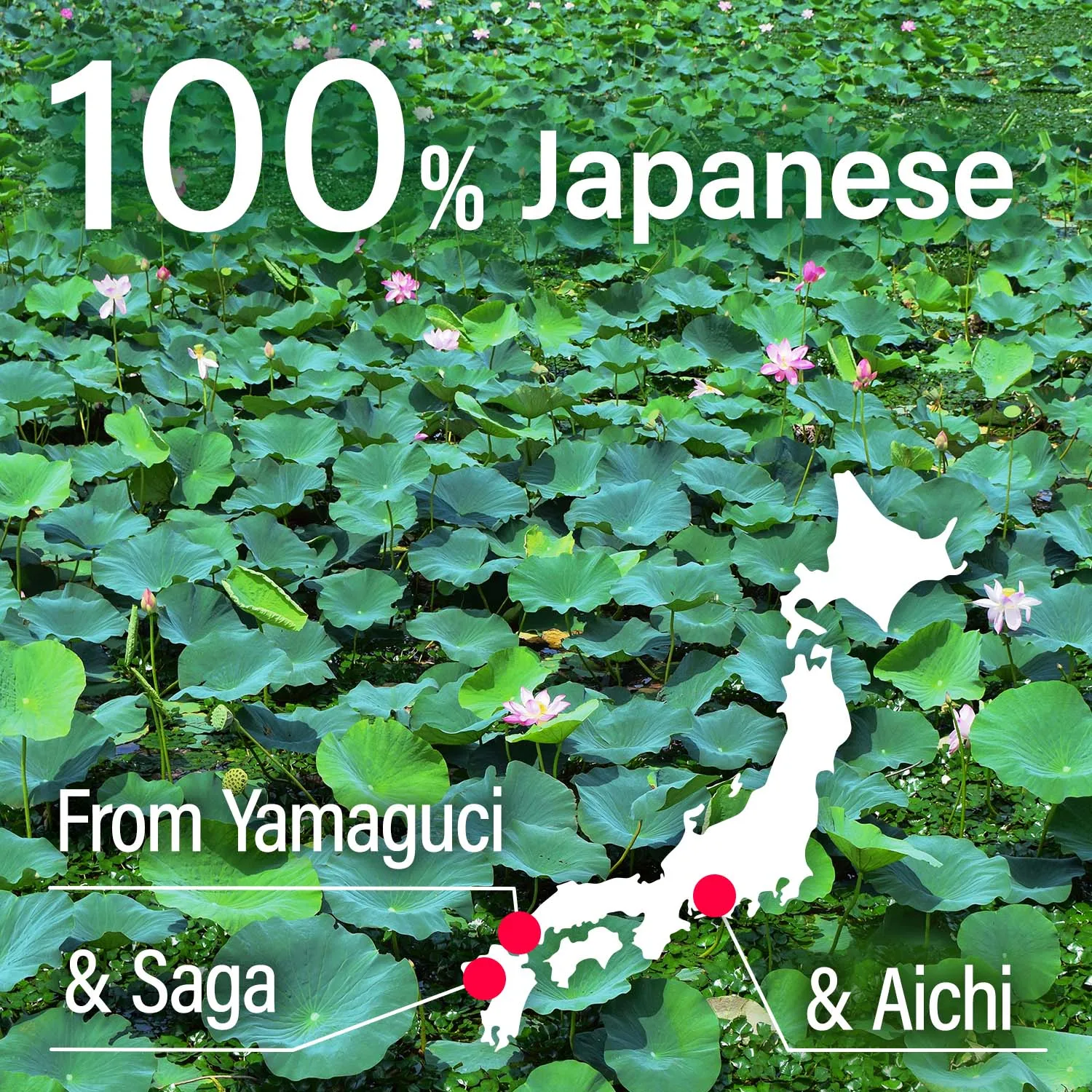 High Quality Natural Pure Lotus Root Powder Vegetarian Vegan 100% From Japan Wholesale