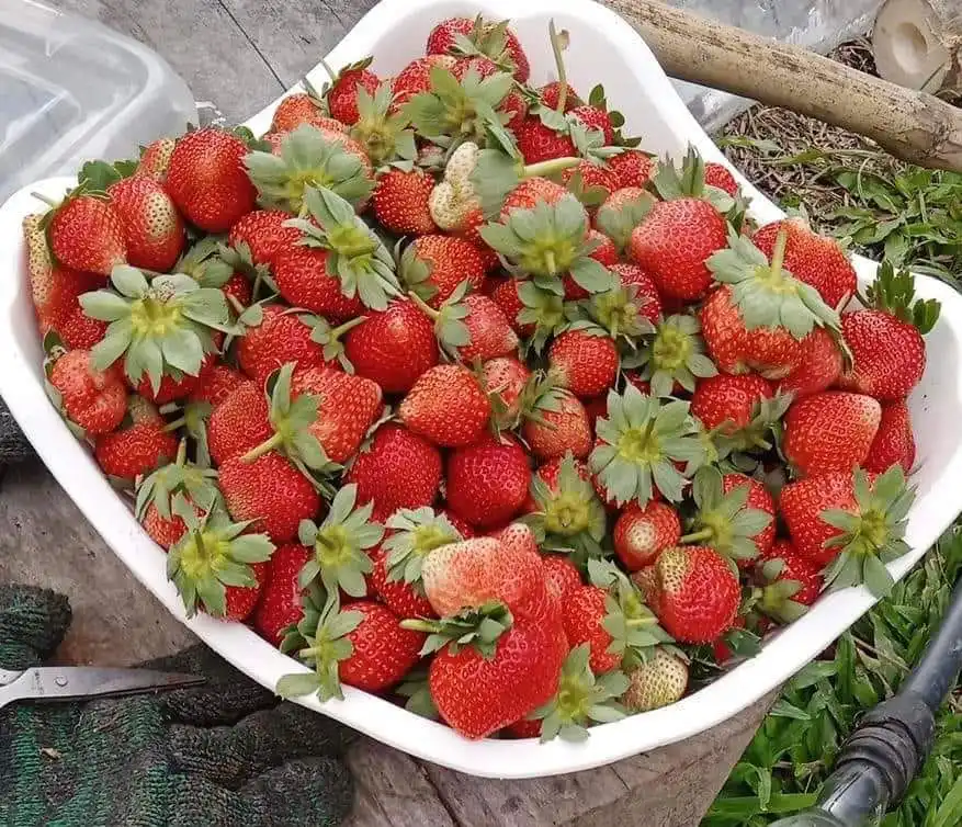 Frozen Strawberry IQF Whole Frozen Strawberry Wholesale