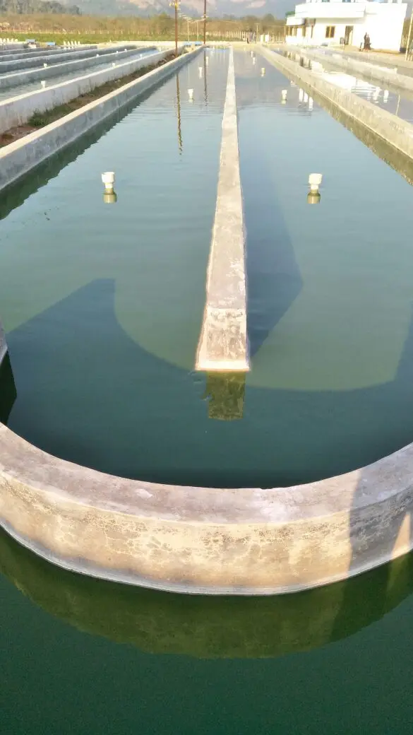 Premium Spirulina Suppliers Wholesale Organic Chlorella Spirulina Powder For Sale 100% Pure