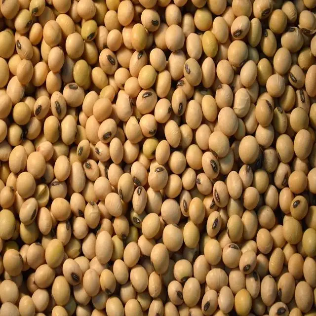 Top High Protein Soyabean Seed /Soy bean For All purposes