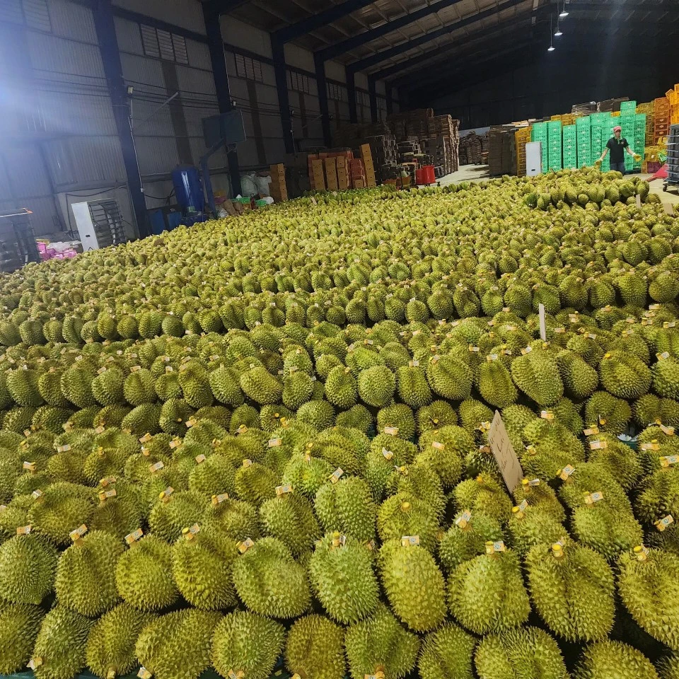 VietNam Packing Box 6-9 Fruist Fast Delivery Best Premium Quality Ri6 Thai 1 Durian Fresh Delicious Export VietNam Manufacture