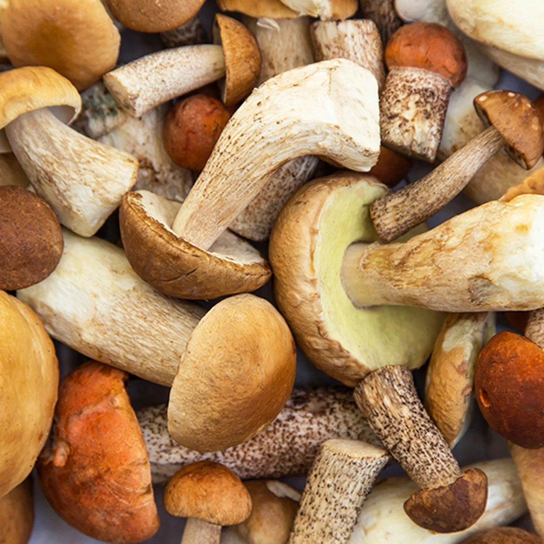 BENVOLIO 1938 ORGANIC PORCINI MUSHROOMS INFUSED EXTRA VIRGIN OLIVE OIL 6X250ml HIGH QUALITY FLAVOURED PORCINI OIL