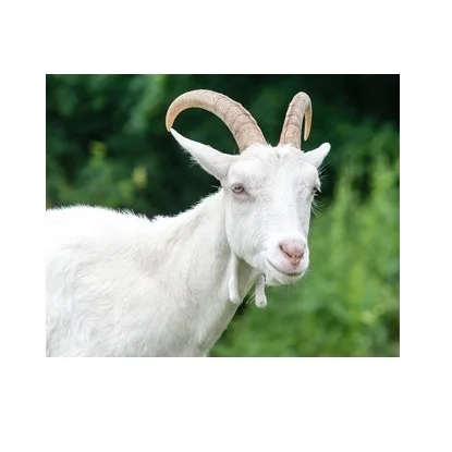 High Quality Live Stock Saanen Goat Available For Sale At Low Price