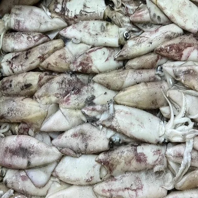 FRESH FROZEN LOLIGO SQUID WHOLE ROUND GOOD QUALITY YEMEN ORIGIN