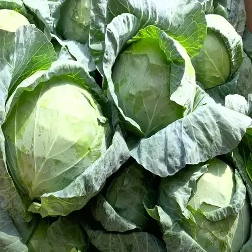 Thailand 100% High Quality Organic Cabbage Fresh with Customized Logo and Packing ~ Fresh Vegetables Export Standard