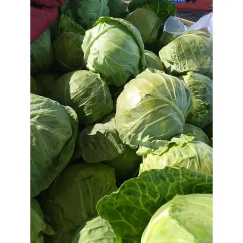 High grade non-GMO 100% natural wholesale fresh fruits and vegetables from Uzbekistan white cabbage for food