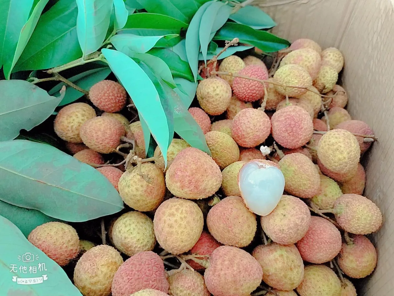 High Quality Lychee Fresh Fruit Best Seller from Vietnam fruit Sweet And Juicy Lychee lichee latest season competitive price