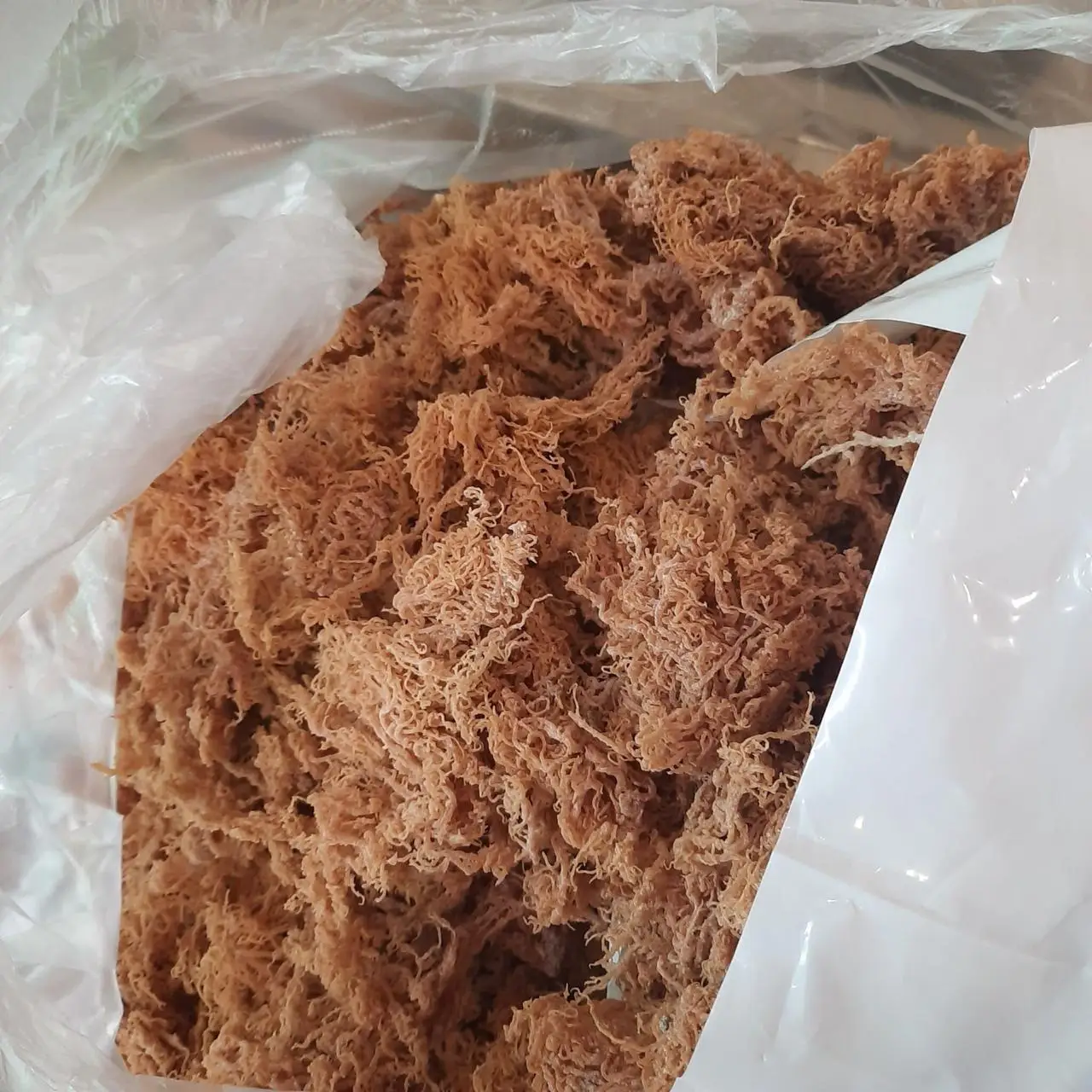 Natural Yellow Seaweed / Dried Cottonii Seaweed / Dried Sea Moss Wholesale For Producing Carrageenan