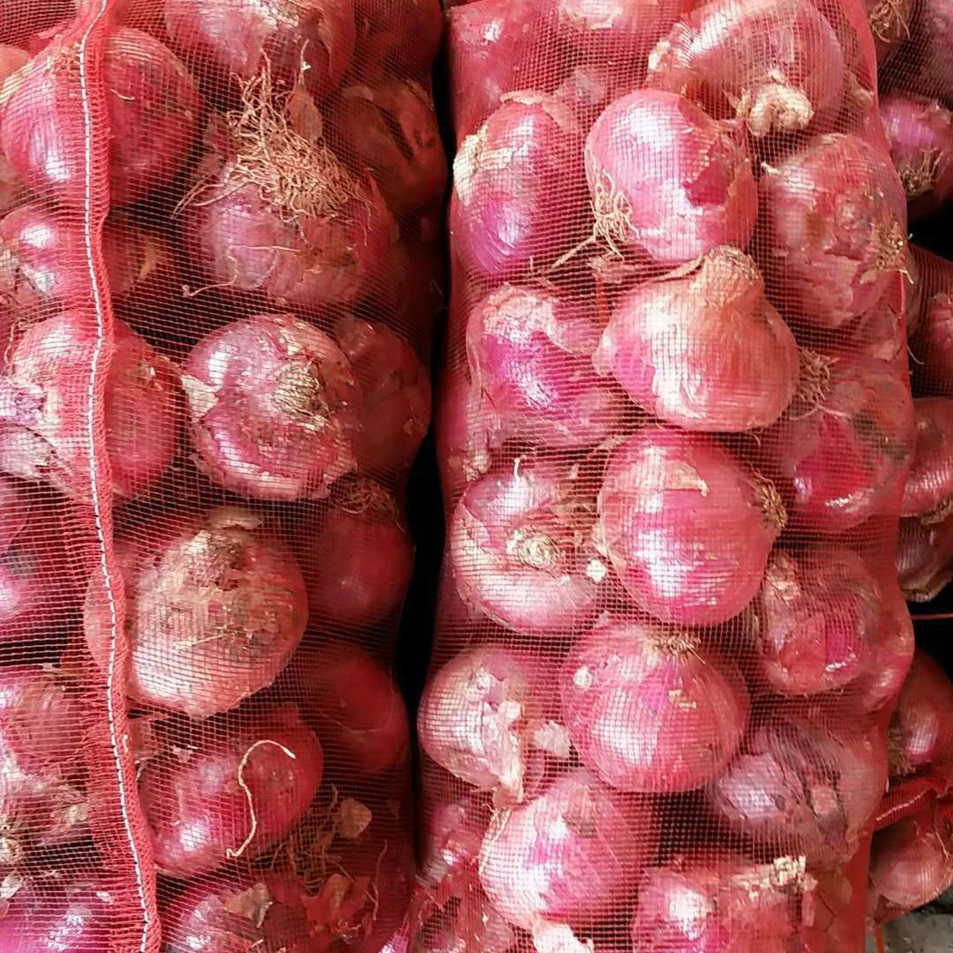 Fresh Red Onions Cheap Price Fresh Onion Wholesale Onion from Pakistan High Quality Natural Round Clean Pakistani 5 Ton 6 Cm