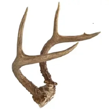 Buy Naturally shed Whole Red Deer Antlers  high Grade Whole Red Deer Antlers  in bulk available  at cheap price  available