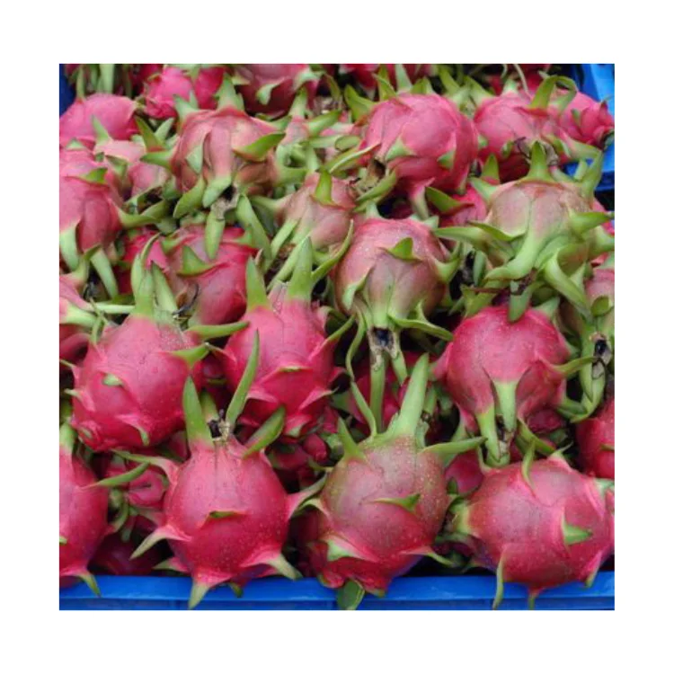 New Quality Premium Fresh Dragon Fruit Green Vina Fresh Organic Natural Sweet From Vietnam Manufacturer