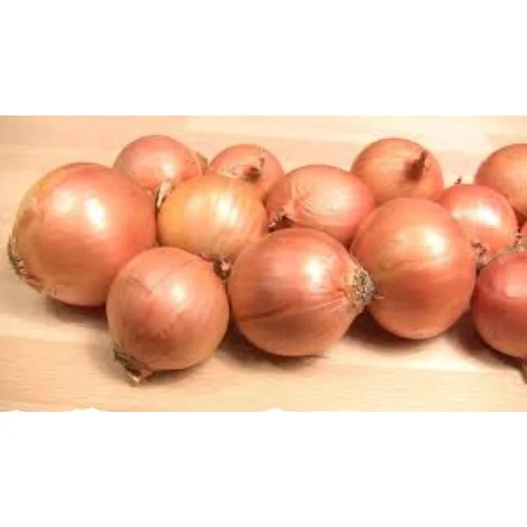 50mm Onion Golden Onion Fruits in 30Kg Net Mesh Bag Packing