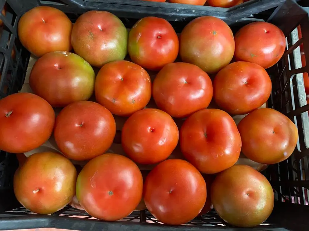 HIGH QUALITY NUTRITIOUS BULK TURKEY WHOLESALE DELICIOUS TOMATO SAUCE VEGETABLE KITCHEP BEST PRICE TURKEY AGROWELL TURKISHGOODS