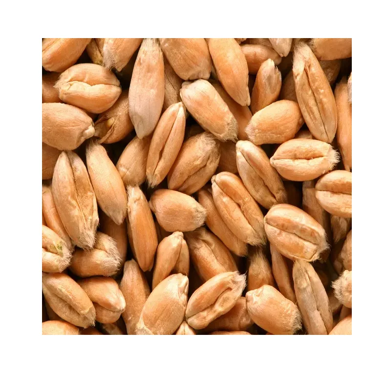 Высококачественное Ячменное Зерно для экспорта, ячмень солода