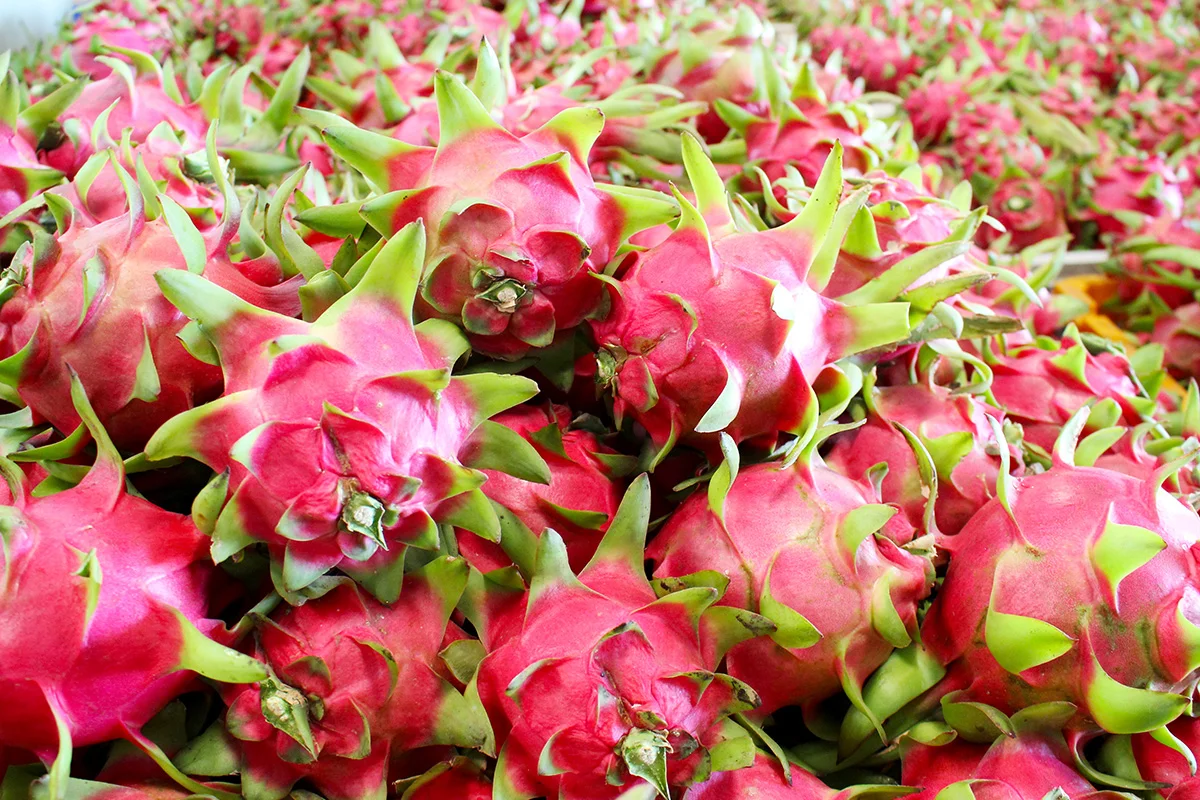 Fresh and premium quality Dragon/Pitaya fruit from Viet Nam - good price for wholesale