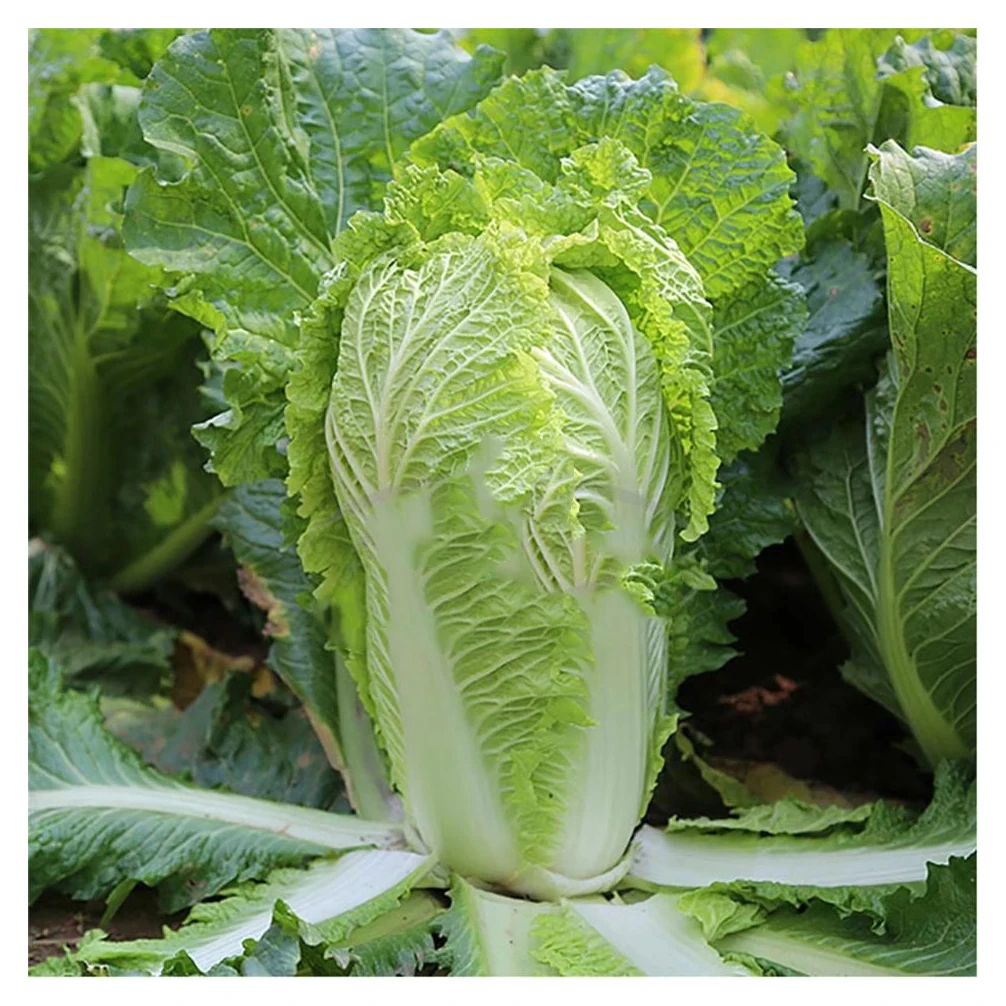Online Buy / Order Top Quality Fresh Vegetable Green celery  Cabbage With Best Quality Best Price Exports fresh celery  cabbage