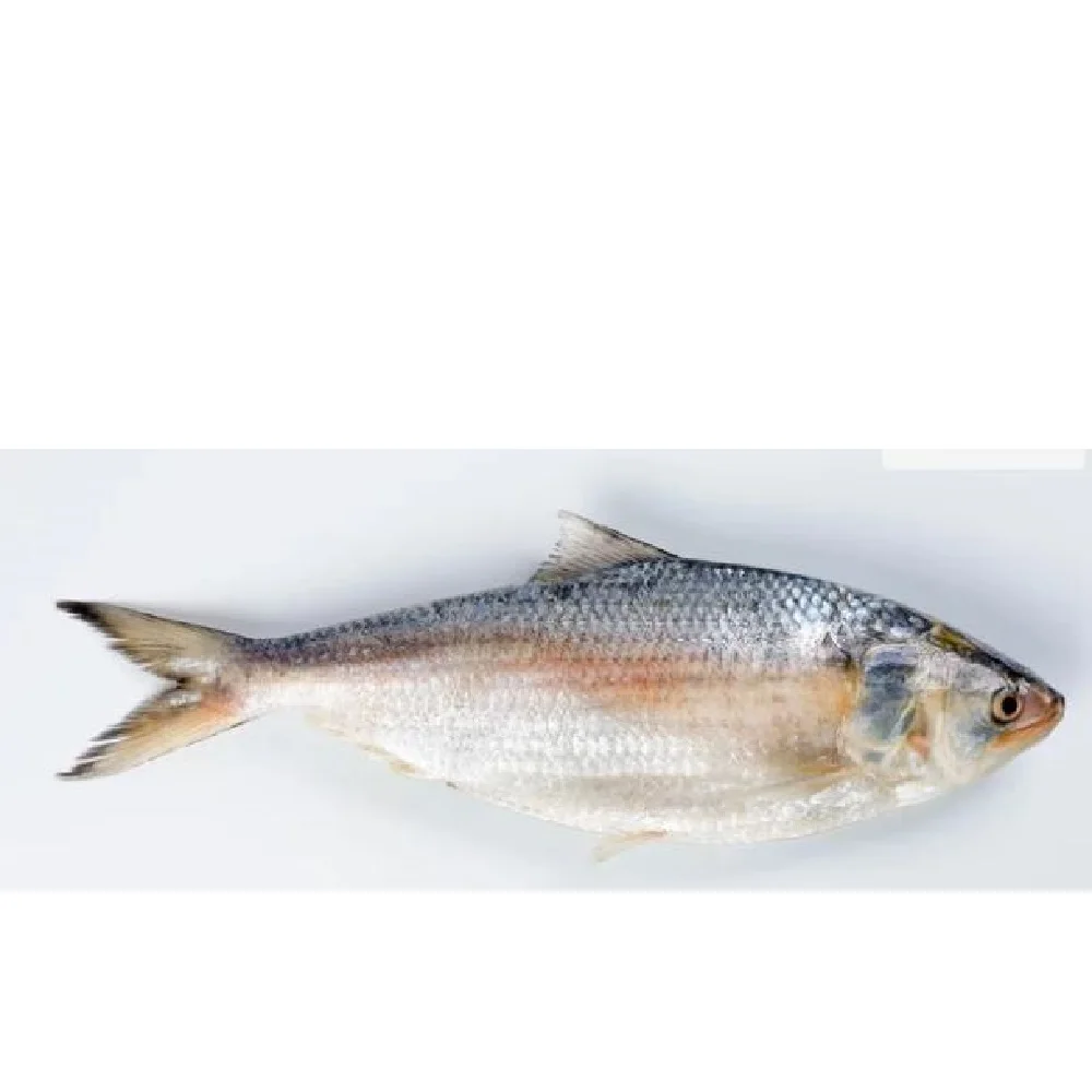 Popular items Market Wholesale Factory Packaging Hot Sale Frozen Hilsha Fish Stock Fish Fresh Season Fish From Bangladesh