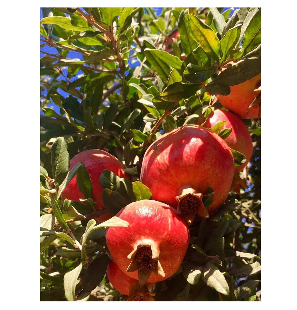 MONDOL - New Crop %100 Organic Pomegranate Juicy Pomegranate Perfect Quality Fresh Big Juicy Pomegranate