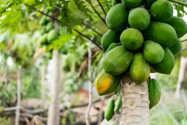 Свежий Супер вкусный вкус Премиум качество желтая Папайя-оптовая продажа фруктов индийский экспорт