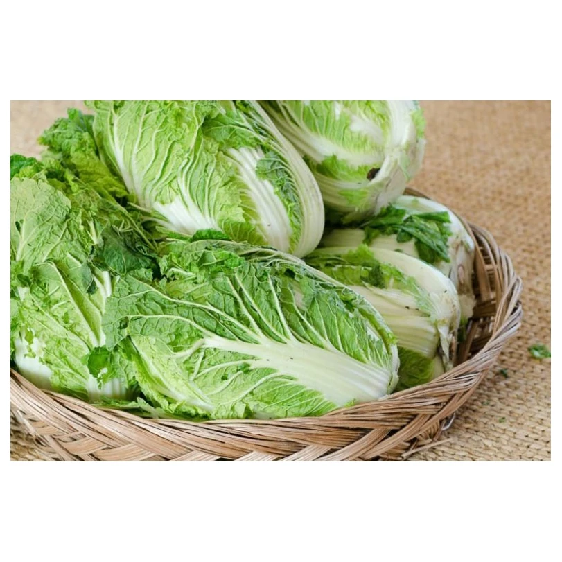 Online Buy / Order Top Quality Fresh Vegetable Green celery  Cabbage With Best Quality Best Price Exports fresh celery  cabbage